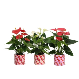 Anthurium 12 cm 3 color mix in Lonneke ceramics