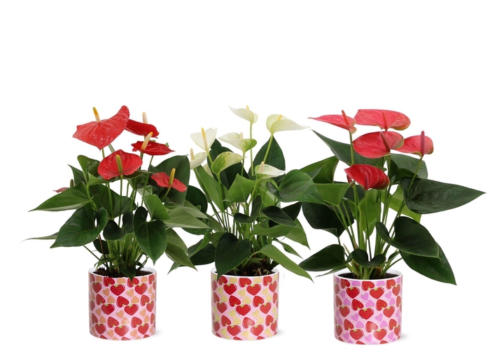 <h4>Anthurium 12 cm 3 color mix in Lonneke ceramics</h4>