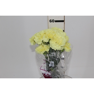 CRAVO DILETTA 060 CM AMARELO