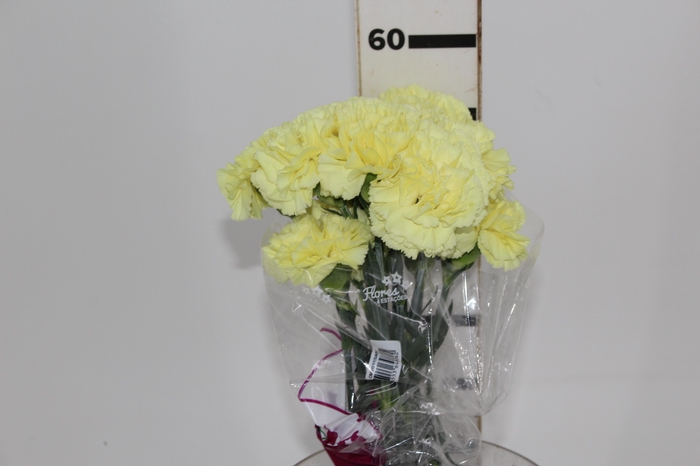 <h4>CRAVO DILETTA 060 CM AMARELO</h4>