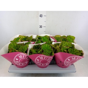 Begonia BD 'Lime Fever'