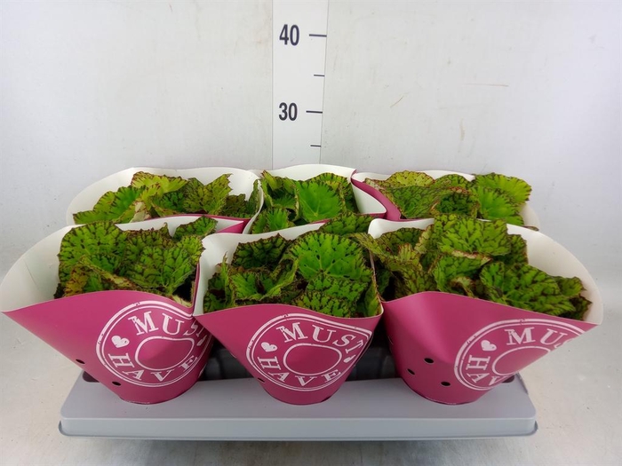 <h4>Begonia BD 'Lime Fever'</h4>