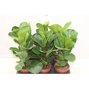 Ficus Lyrata