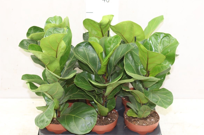 <h4>Ficus Lyrata</h4>