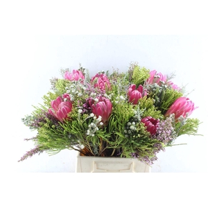 PROTEA PER BOS