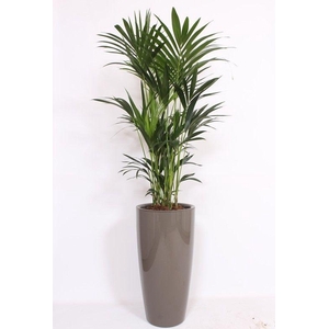 Howea Forsteriana in Santorini pot 