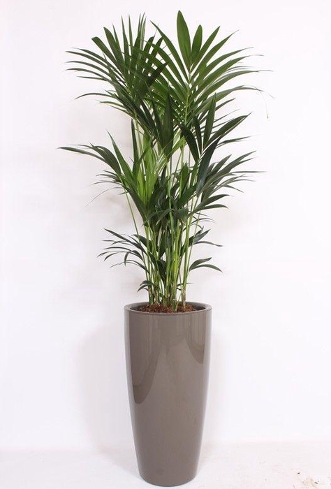 <h4>Howea Forsteriana in Santorini pot "taupe"</h4>