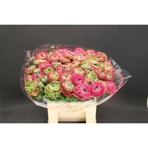 Cl Pon-pon Aladin 566