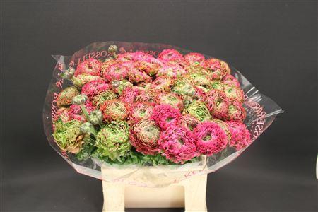 <h4>Cl Pon-pon Aladin 566</h4>