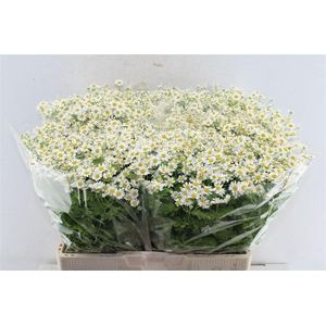 Tanacetum Single Vegmo