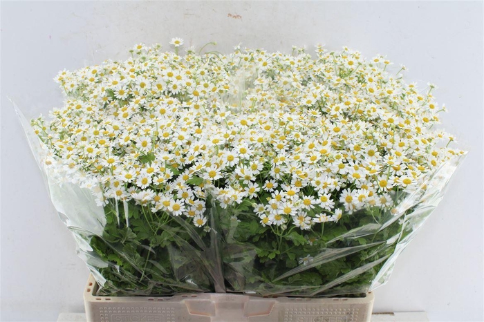 <h4>Tanacetum Single Vegmo</h4>