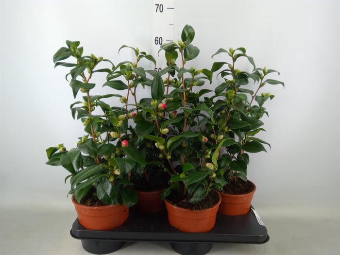 <h4>Camellia japonica</h4>