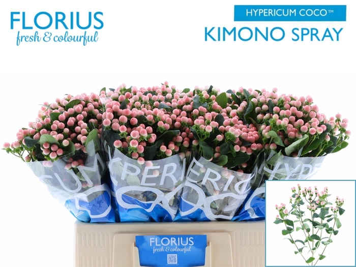 <h4>HYP COCO KIMONO</h4>