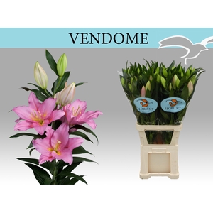 LI OR VENDOME