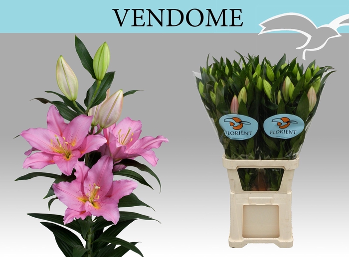 <h4>LI OR VENDOME</h4>