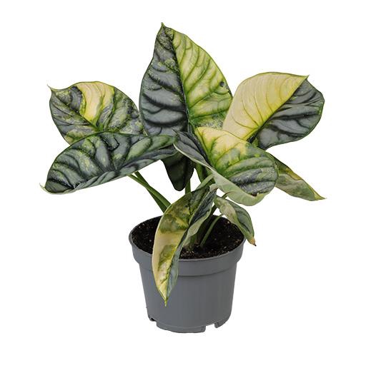 <h4>ALOCASIA NEBULA P12 SILVER VARIEGATA</h4>