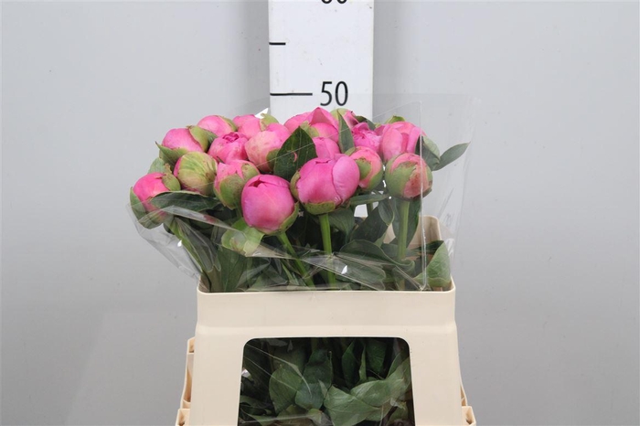 <h4>Paeo M Jules Elie</h4>