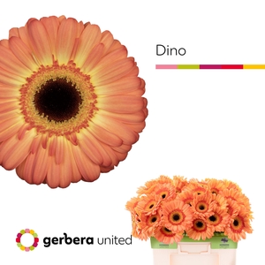Gerbera Dino Water