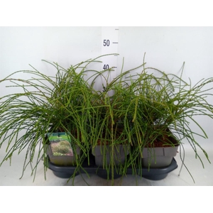 Thuja plicata 'Whipecord'