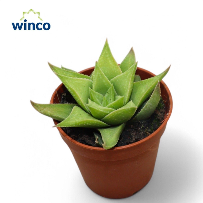 <h4>Haworthia Baylissii</h4>