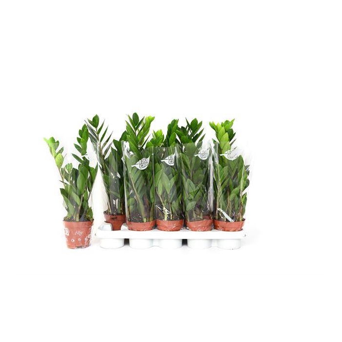 <h4>Zamioculcas zamifolia 12Ø 45cm 3st</h4>