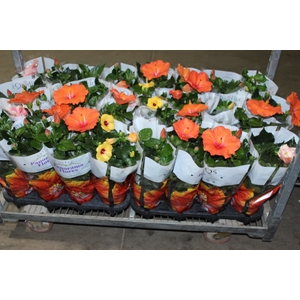 HIBISQS P15