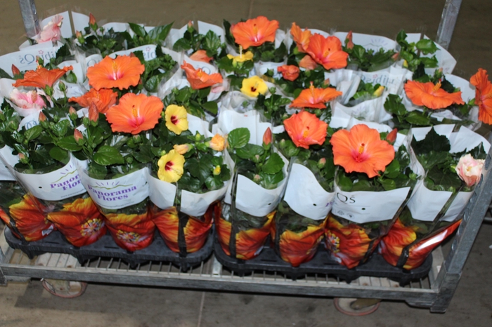 <h4>HIBISQS P15</h4>