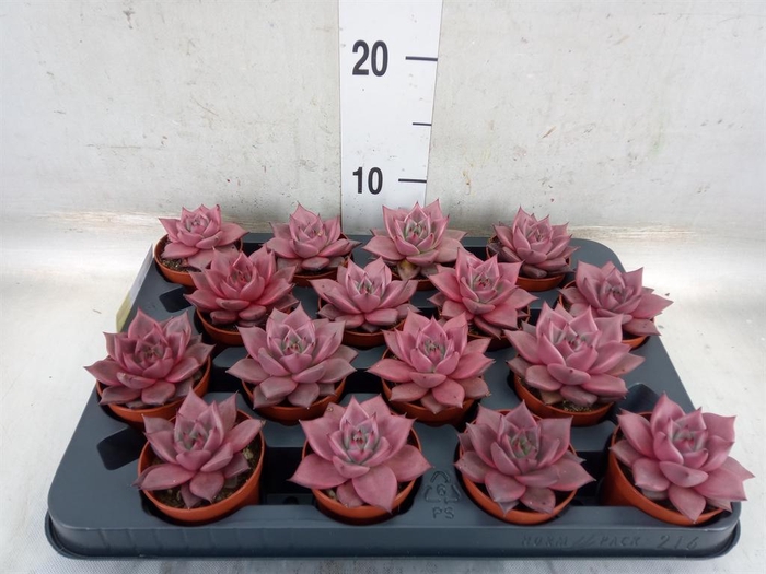 <h4>Echeveria  'Taurus'</h4>