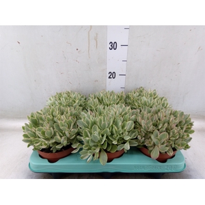 Crassula   ...