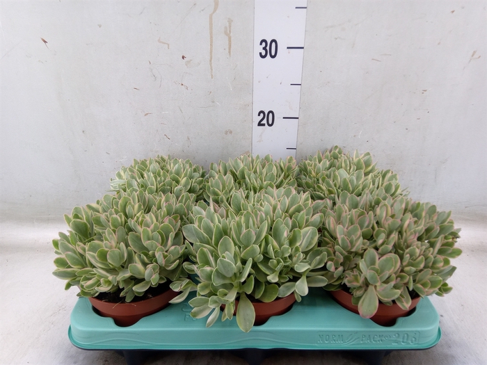 <h4>Crassula   ...</h4>