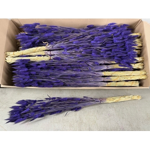 DF Lagurus Bs 50g/70 D.Lilac