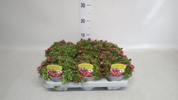 <h4>Saxifraga arend.</h4>