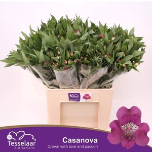 Alstroemeria casanova