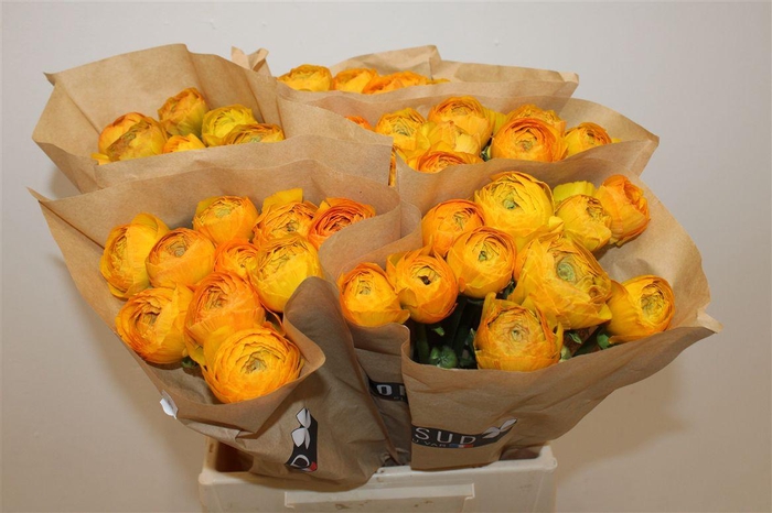 <h4>Ran Cloni Ex Sunrise</h4>