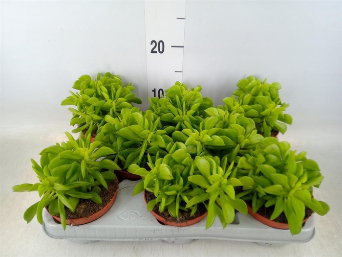 <h4>Peperomia</h4>