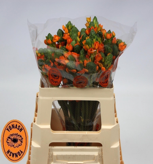 <h4>ORNIT DB SUNSHINE</h4>