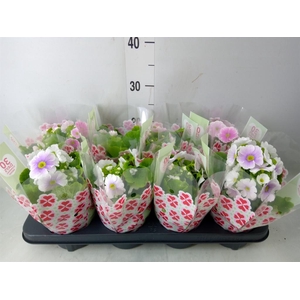 Primula obcon. 'SwKiss Amore'  .mix