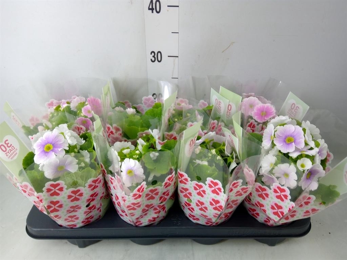 <h4>Primula obcon. 'SwKiss Amore'  .mix</h4>