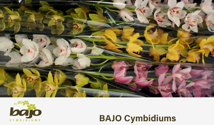 <h4>CYMB T GEM</h4>