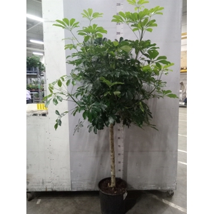 Schefflera arbor. 'Compacta'