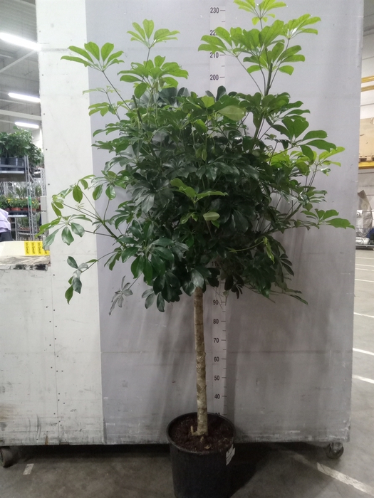 <h4>Schefflera arbor. 'Compacta'</h4>