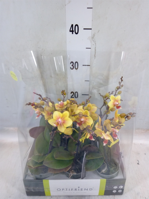 <h4>Phalaenopsis multi.   ...orange</h4>
