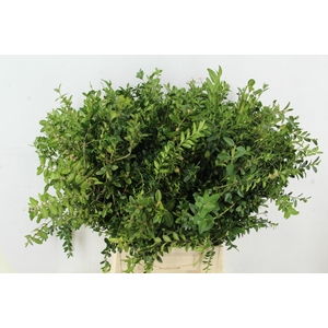 BUXUS SEMPERVIRENS