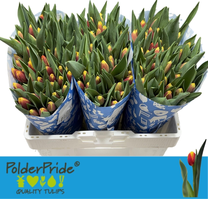 <h4>TU EN BONESTA</h4>