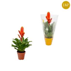 Vriesea Sparkle Oranje (Met Hoes)