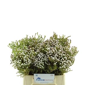 Kaaps Brunia Nodiflora Spray