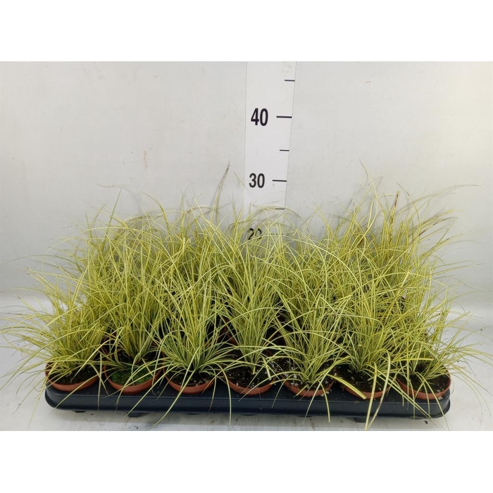 <h4>Carex brunnea 'Jenneke'</h4>