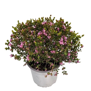 Boronia Crenulata Bush