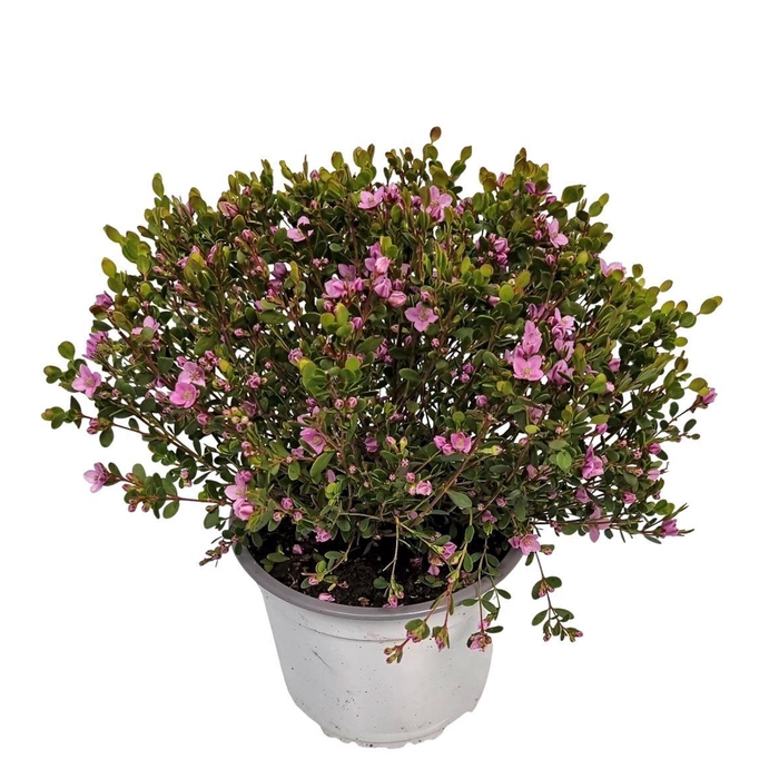 <h4>BORONIA CRENULATA</h4>