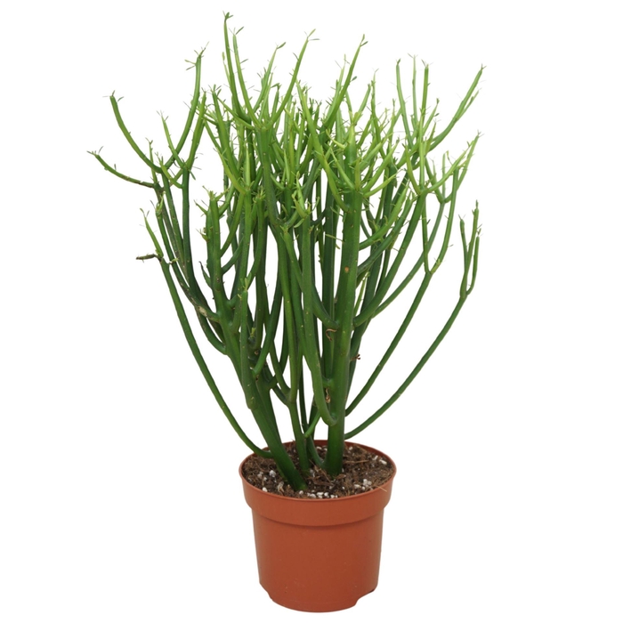 <h4>EUPHOR TIRUCALLI</h4>